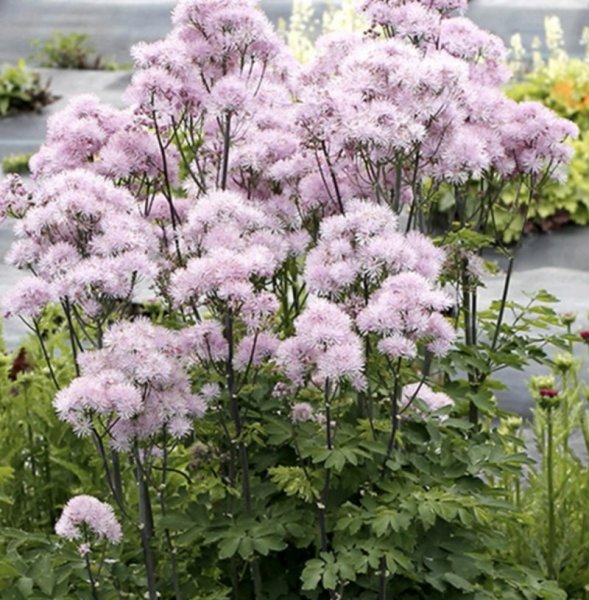 Thalictrum  aquilegifolium  'Nimbus Pink'